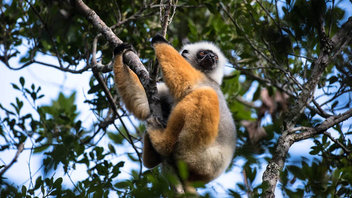 Indri indri tour Madagascar