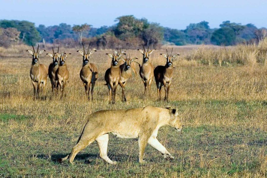 Kafue National Park