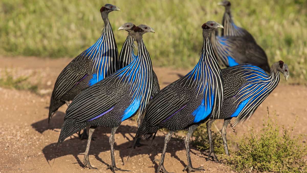 Grand Kenya Odyssey