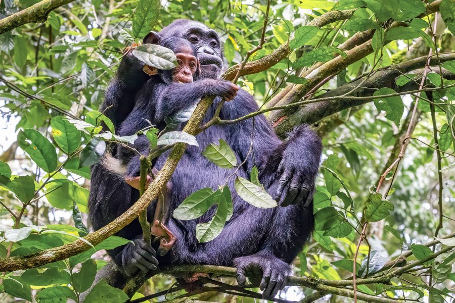 Kibale National Park