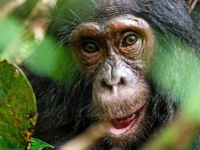 Kibale National Park