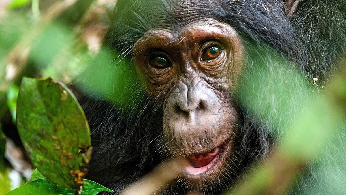 Kibale National Park