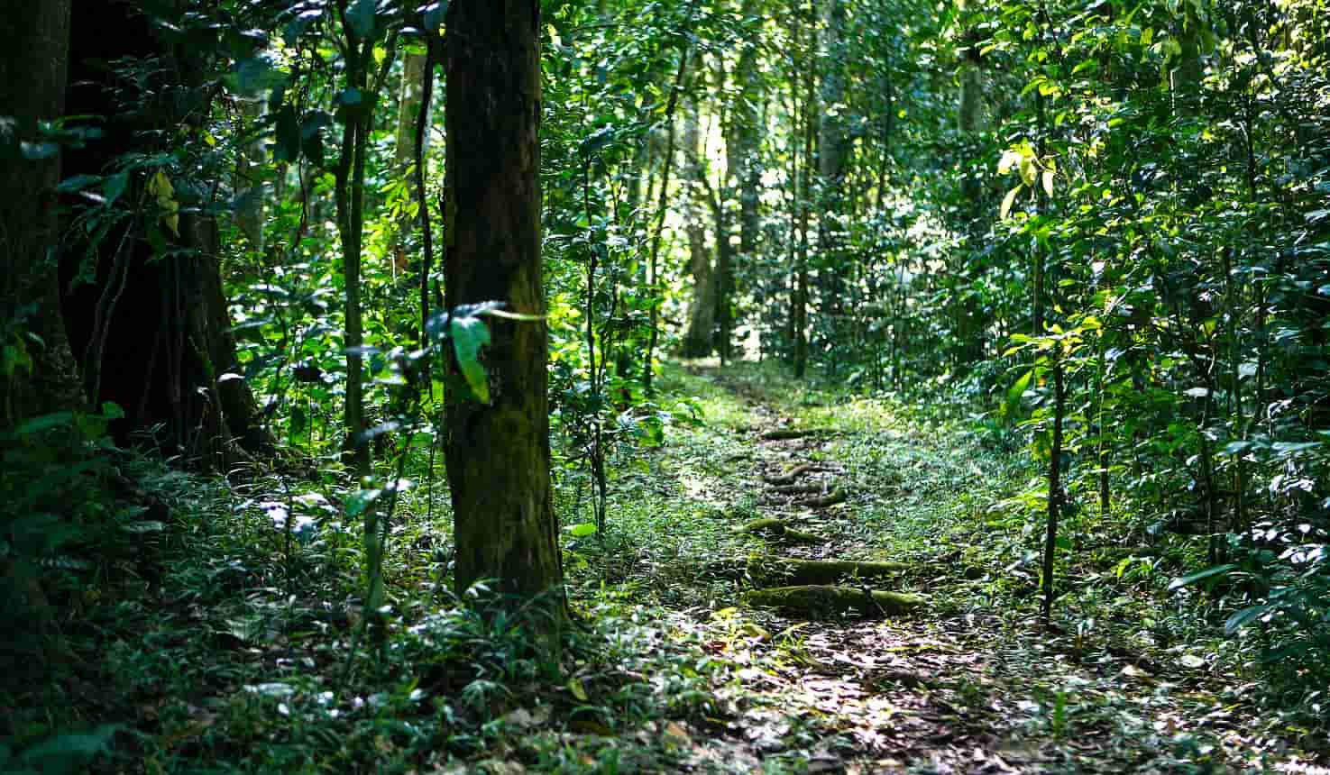 Kibale Forest National Park