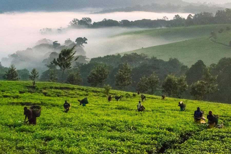 Kibale Forest National Park