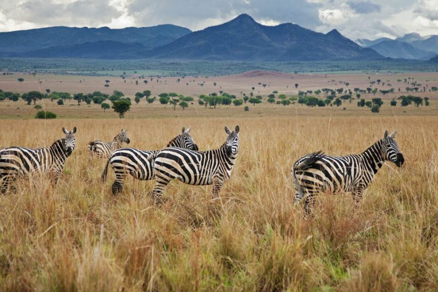 Kidepo Valley National Park