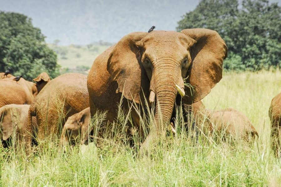 Kidepo Valley National Park
