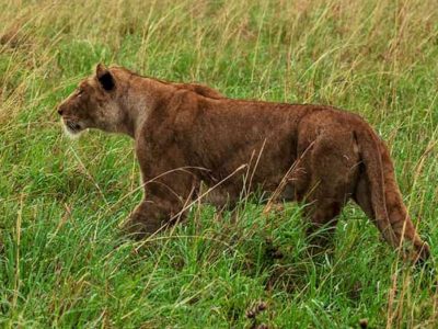 Kidepo Valley Safari