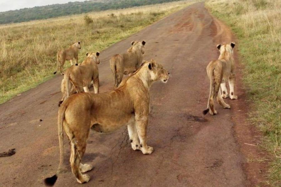 Kidepo Valley Safari