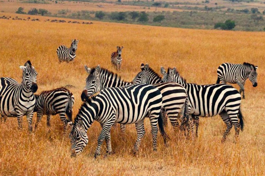 Kidepo Valley Safari