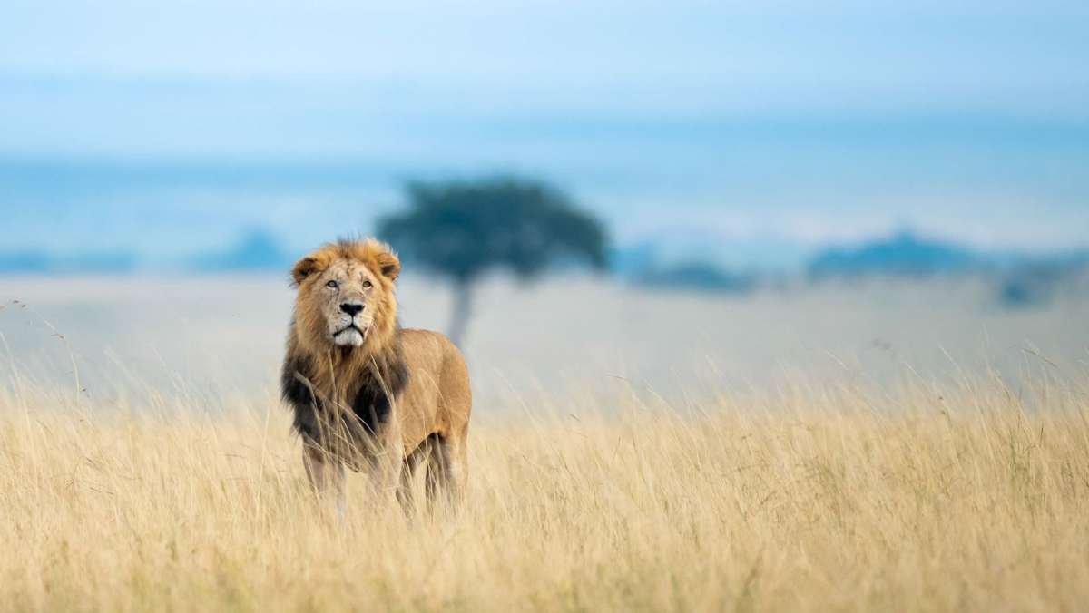 Kilimanjaro Masai Mara Serengeti Tour Package