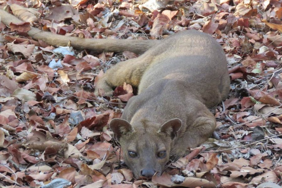 Kirindy Mitea National Park Madagascar