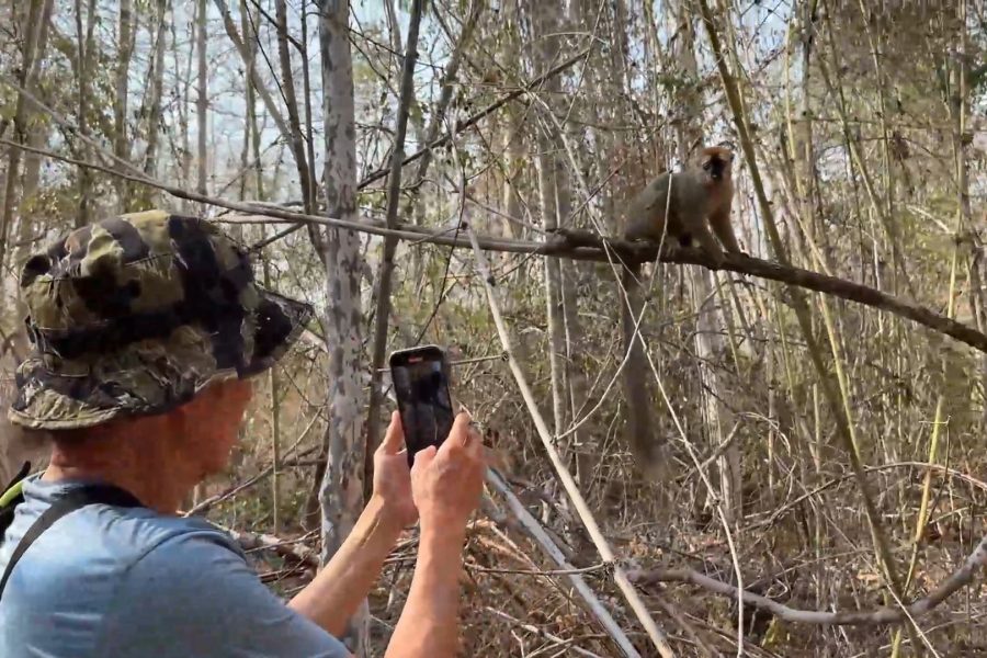 Kirindy Mitea National Park Madagascar