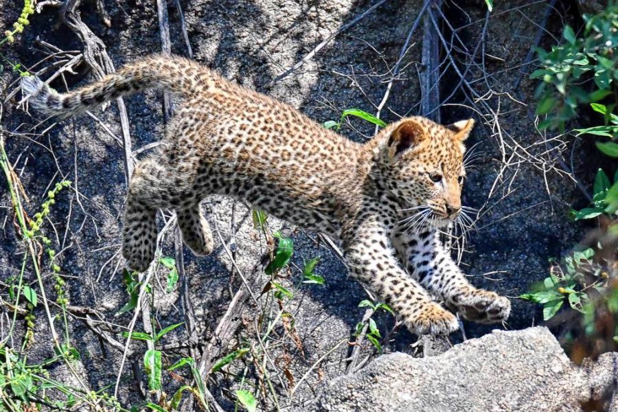 Kruger National Park