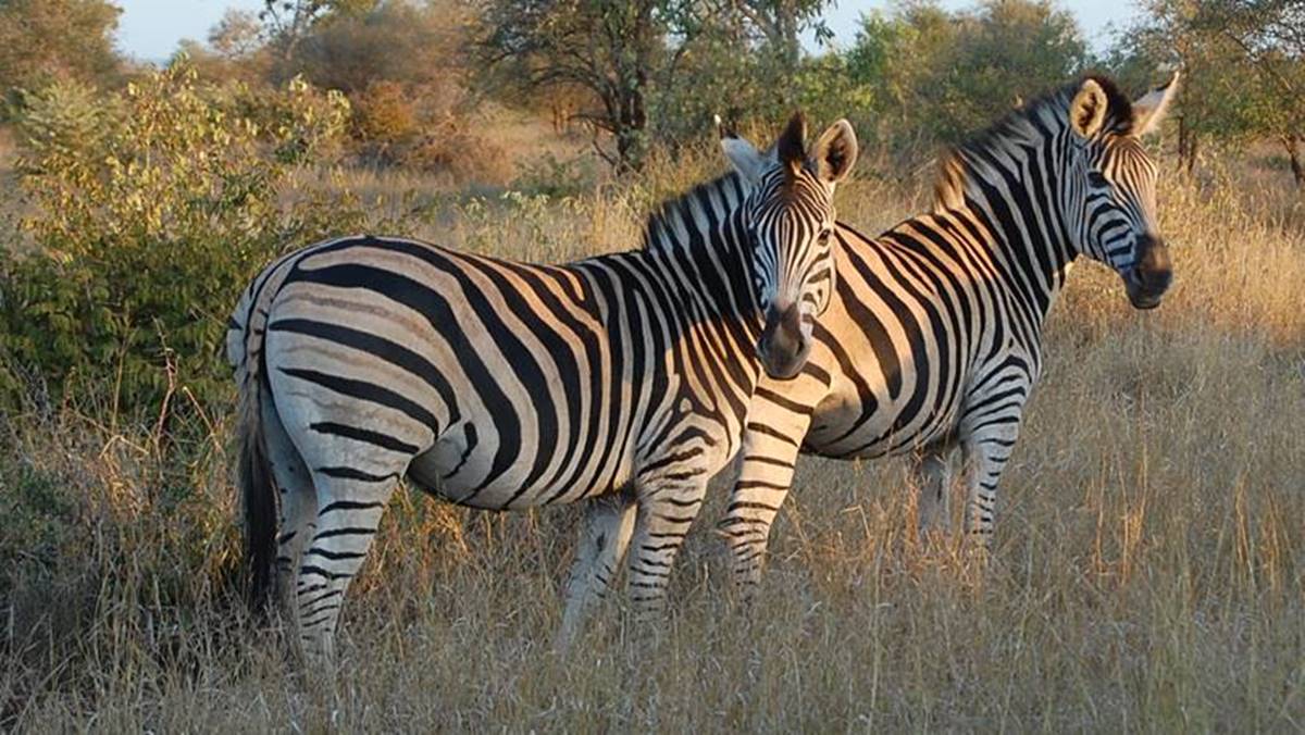 3 Day Kruger Safari Tour
