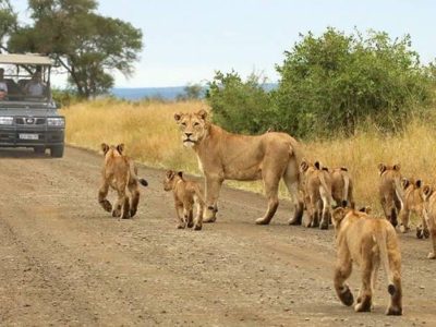 Kruger safari tour South Africa