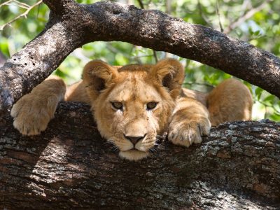 Lake Manyara National Park