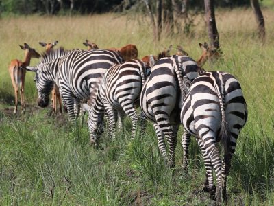 Lake Mburo National Park