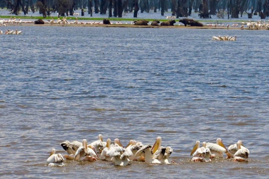 Lake Nakuru National Park