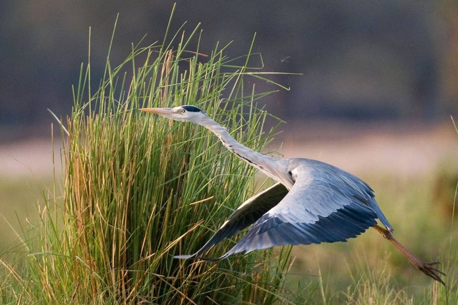 Lower Zambezi National Park