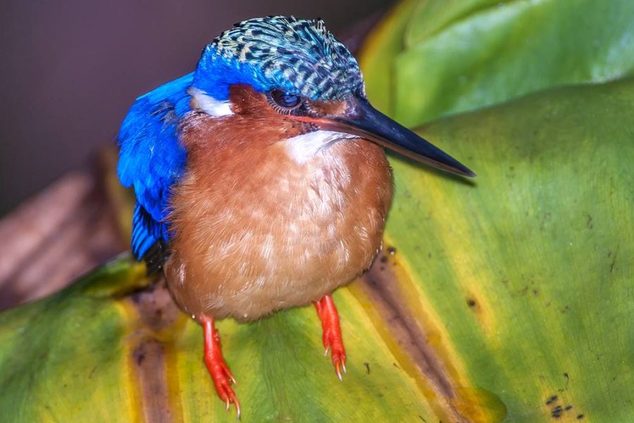 Madagascar Adventure Trip