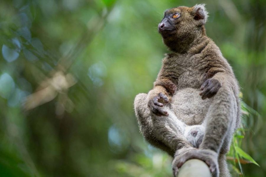 Madagascar Adventure Trip