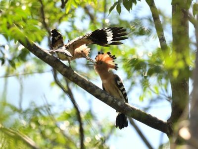 Madagascar birding tour