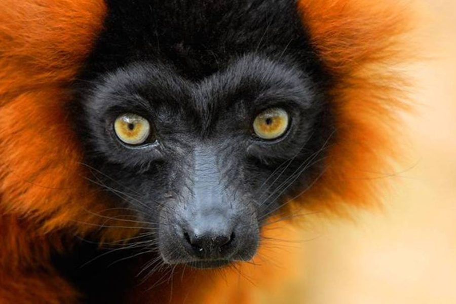 Madagascar birding tour