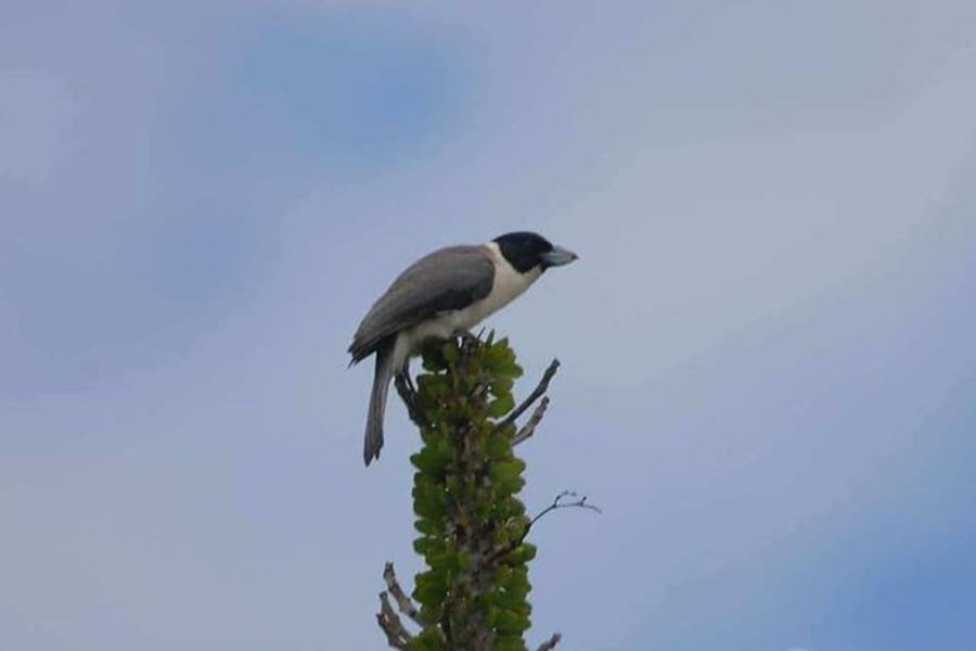 Madagascar birding tour