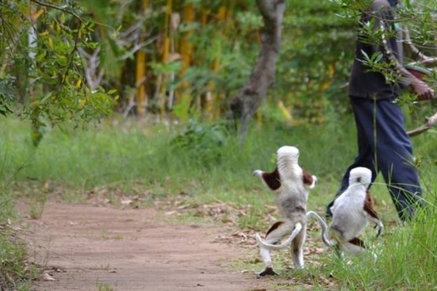 Madagascar Budget Tour