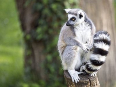 Madagascar safari holiday