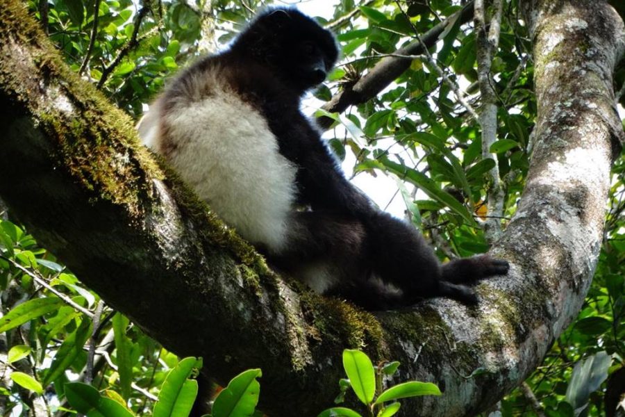 Madagascar safari holiday