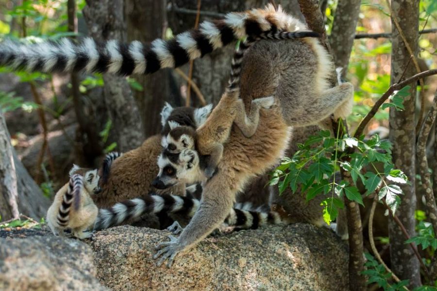 Madagascar safari holiday