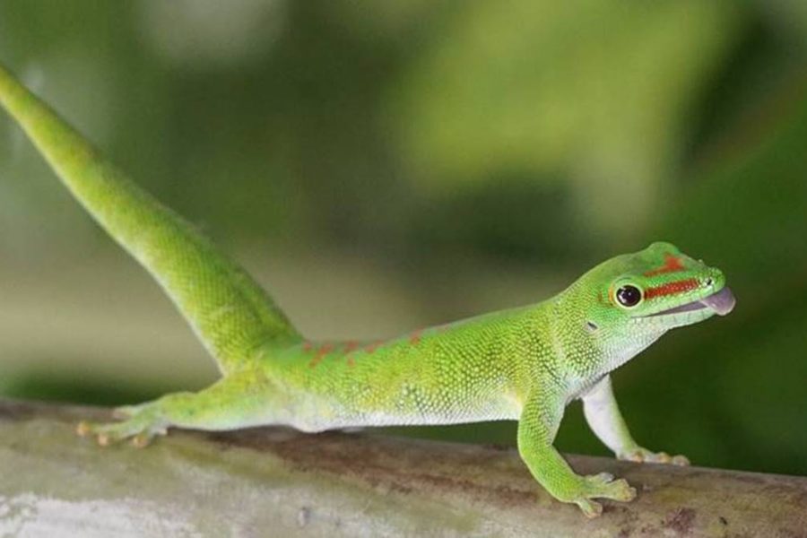 Madagascar Safari trip