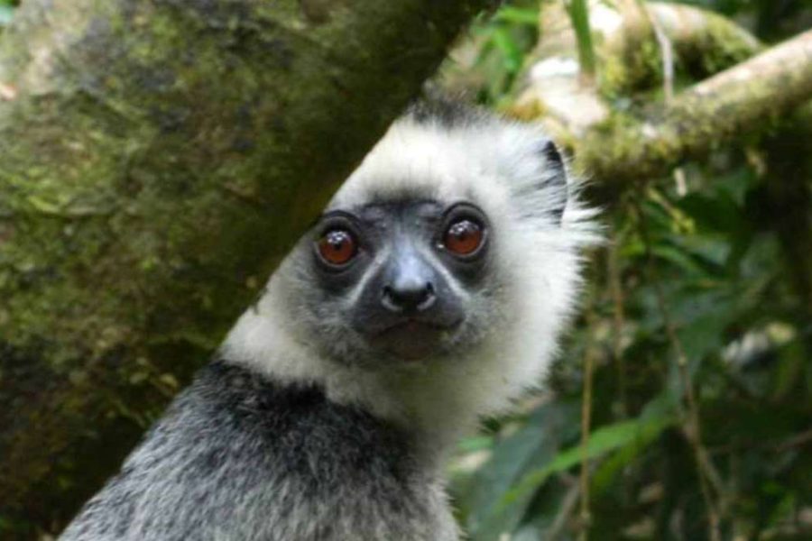 Madagascar Wildlife Tour