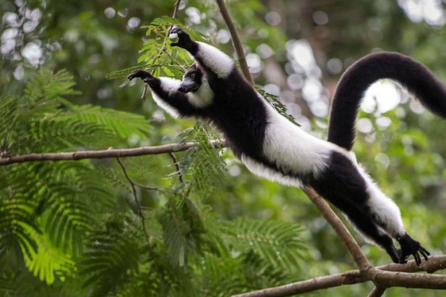 Madagascar Wildlife Tour