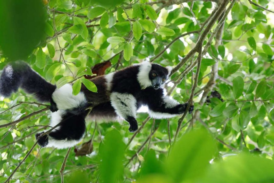 Madagascar Wildlife Tour