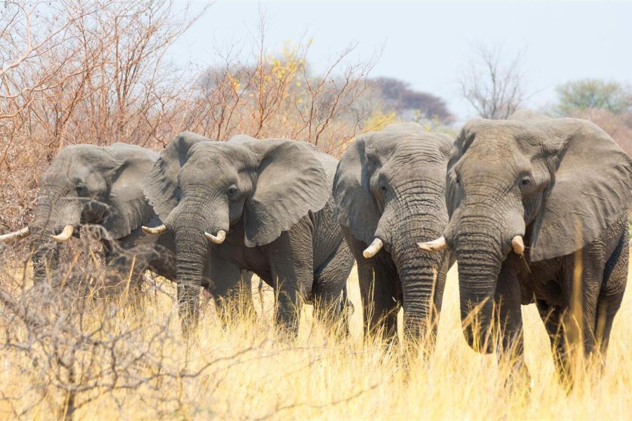 Mahango National Park