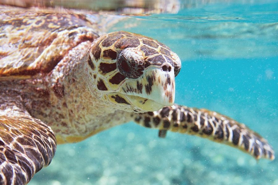 Mahe Island Seychelles