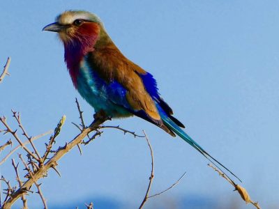 Man Eaters of Tsavo Safari