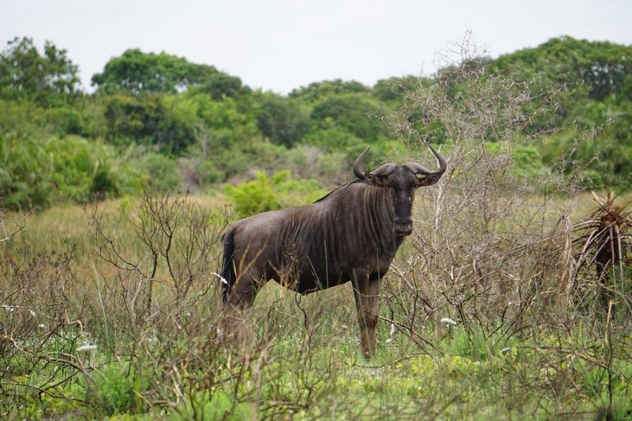 Maputo National Park Safari