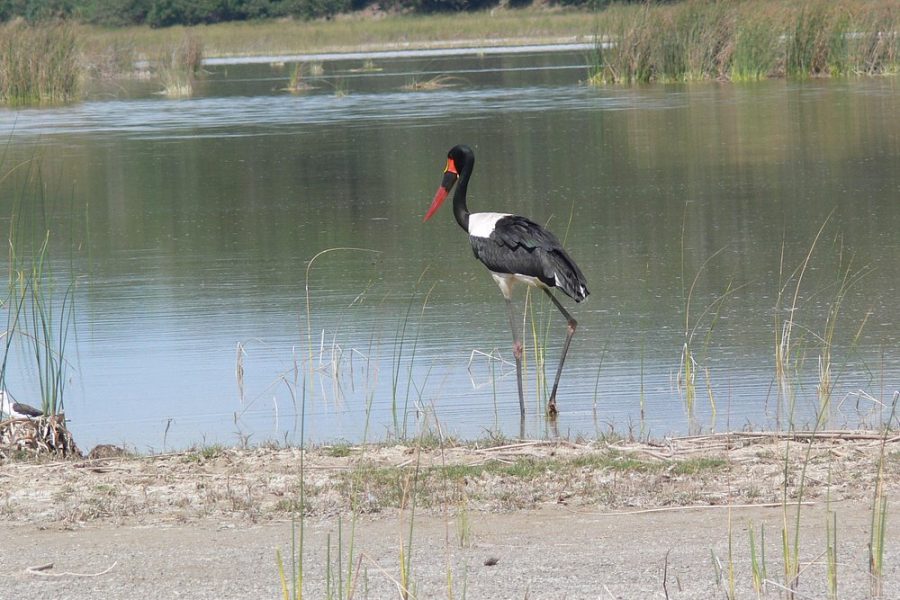Maputo National Park Safari
