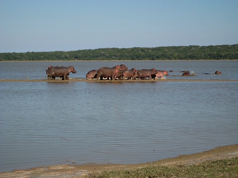 Maputo National Park Safari