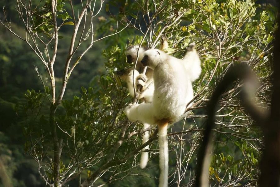 Marojejy National Park