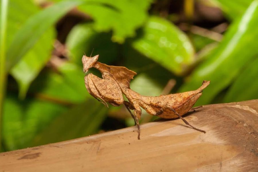 Marojejy National Park