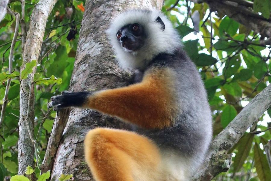 Marojejy Trekking Tour