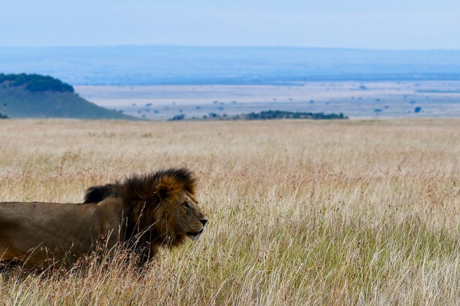 Masai Mara National Reserve