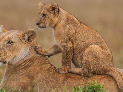 Masai Mara Safari Tour