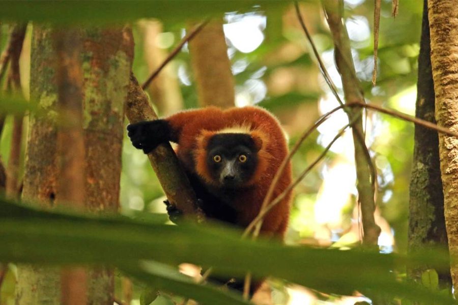 Masoala National Park