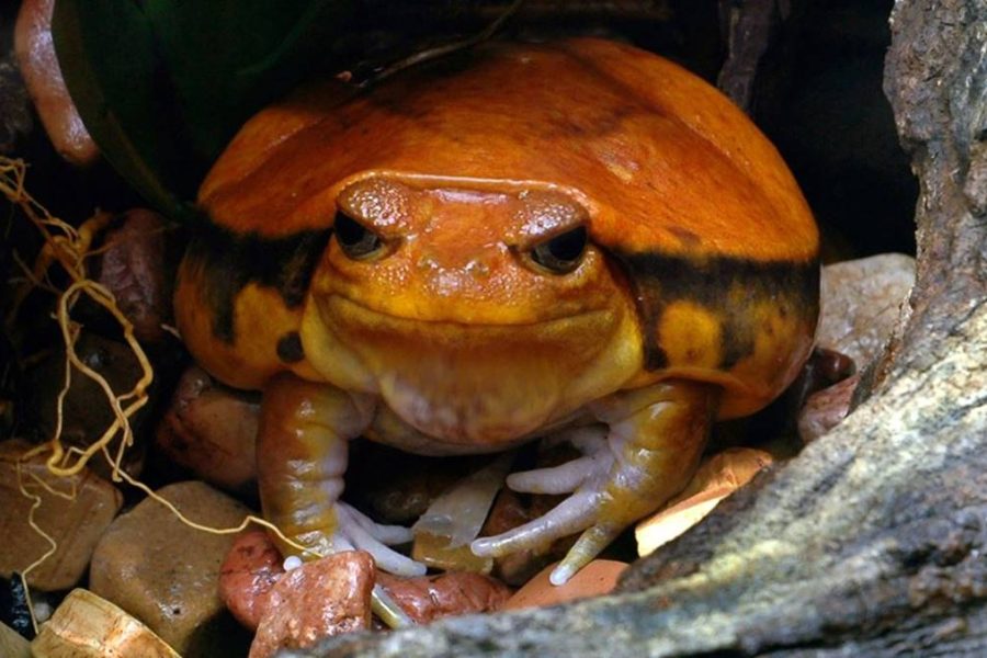 Masoala Tour Safari Madagascar