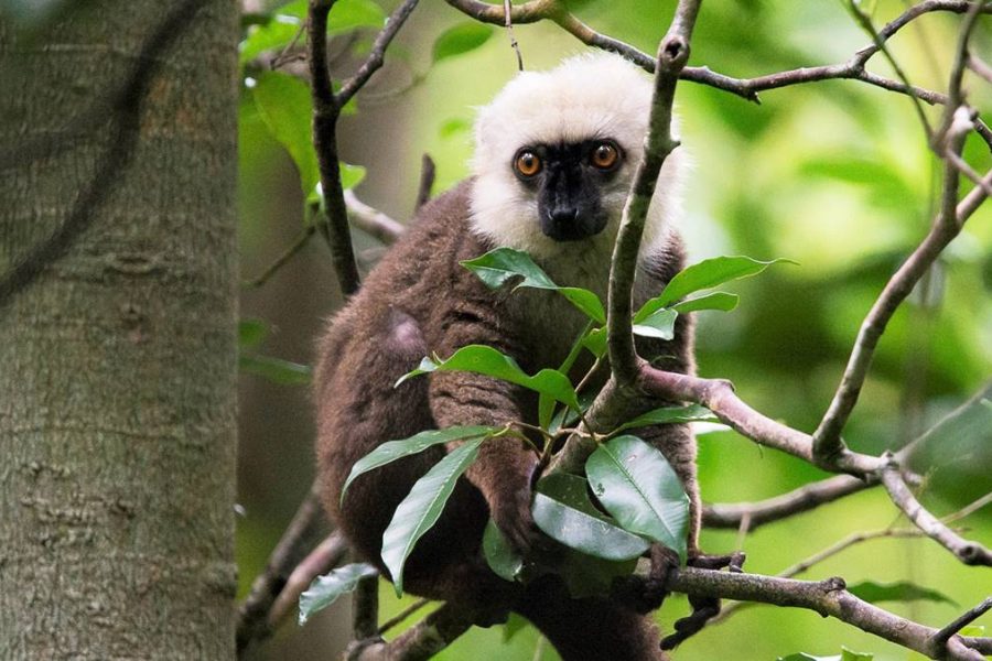 Masoala Tour Safari Madagascar